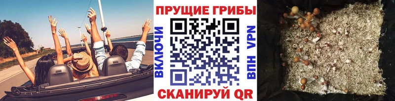 Псилоцибиновые грибы Cubensis Бутурлиновка